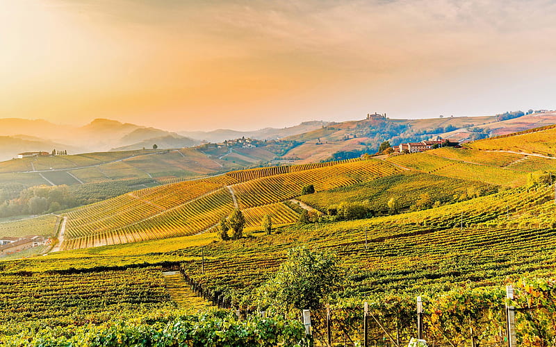 Italy Barolo vineyards 2020 Bing, HD wallpaper