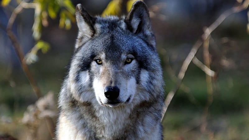 Majestic Stare, cunning, beautiful, canine, gris, grey wolf, wolf, majestic, dog, HD wallpaper