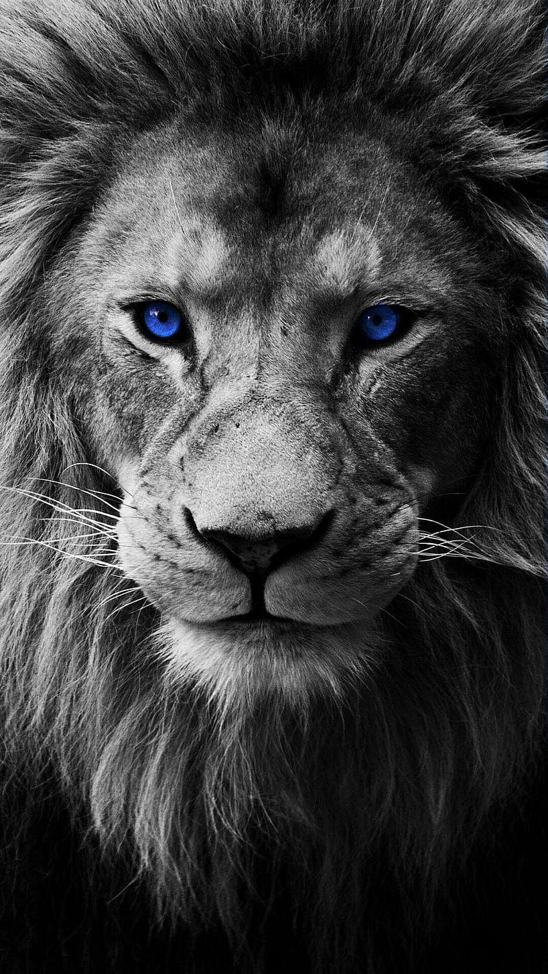 Lion, blue, leo, HD phone wallpaper