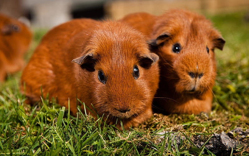 guinea pig, 4к, brown rodents, cute animals, pets, brown guinea pig, HD wallpaper