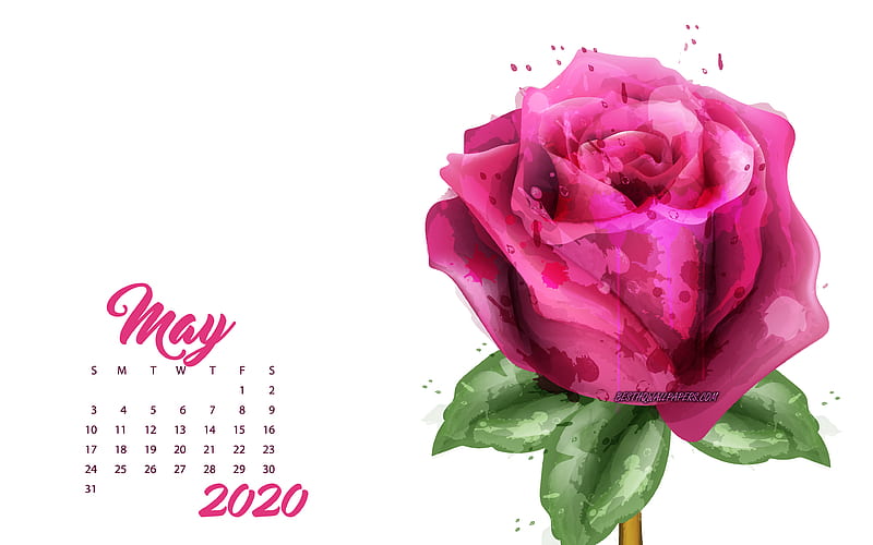 2020 May Calendar, pink grunge rose, 2020 spring calendars, 2020 concepts, roses, May 2020 Calendar, HD wallpaper