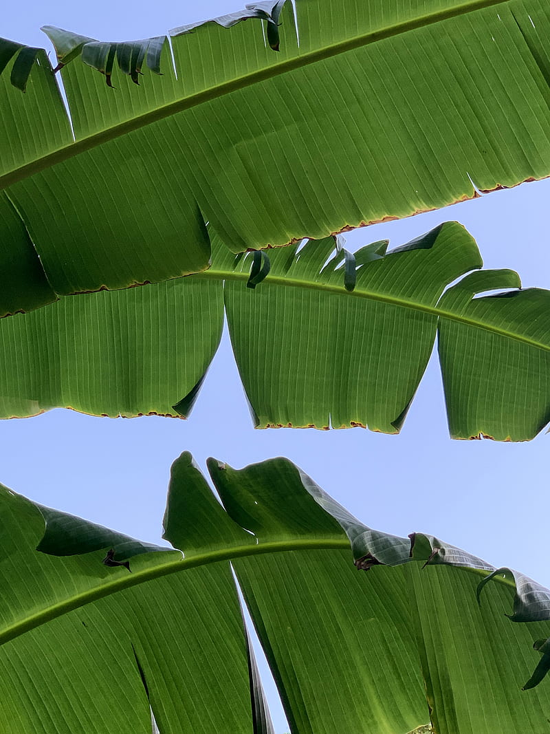 banana tree under blue sky during daytime, HD phone wallpaper