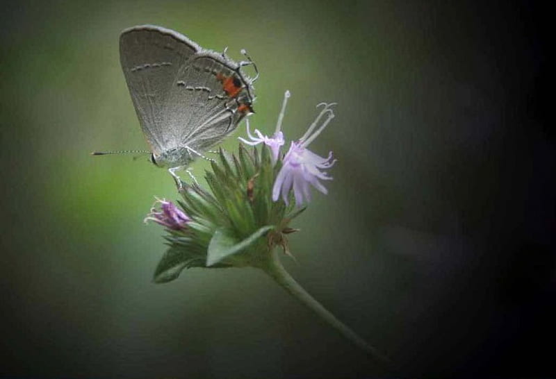 Grey 'n red butterfly, grey and red butterfly, green toned background, thistle flower, HD wallpaper