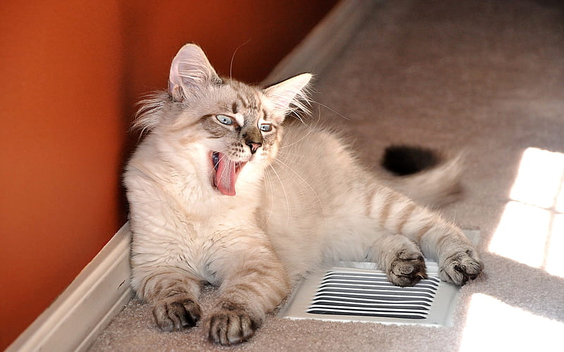 yawning cat, HD wallpaper