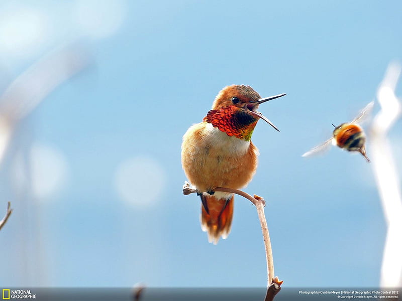 Showdown at the Salmonberry Patch-2012 National Geographic graphy, HD wallpaper