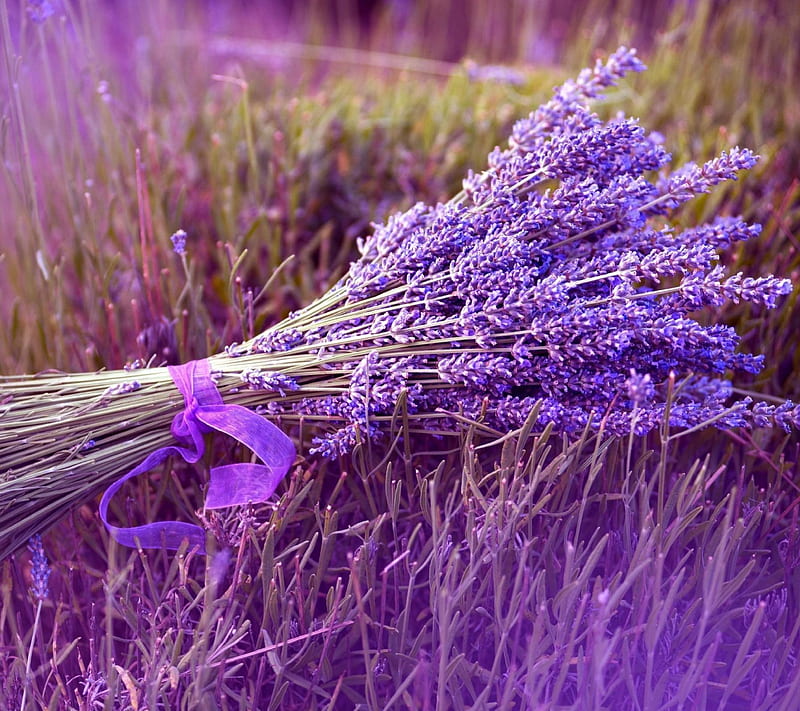 LAVENDER, bouquet, field, purple, ribbon, HD wallpaper
