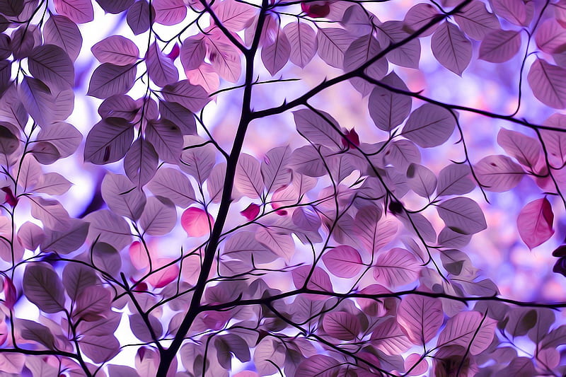 Purple Leaves, purple, leaves, nature, HD wallpaper