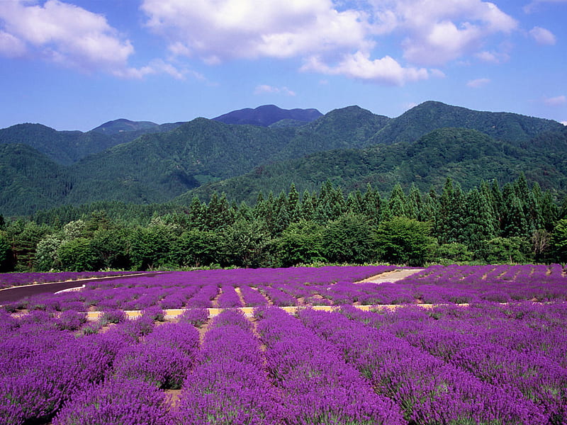 Lavendar and Green, perfume, hills, purple, flowers, trees, HD wallpaper