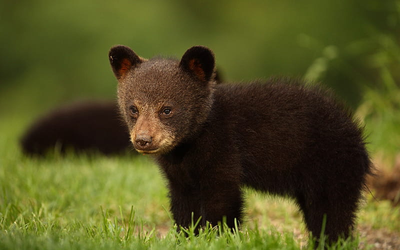 little bear cub, Baribal, Black bear, wild nature, HD wallpaper