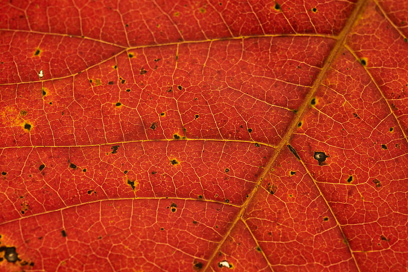 leaf, veins, red, macro, HD wallpaper
