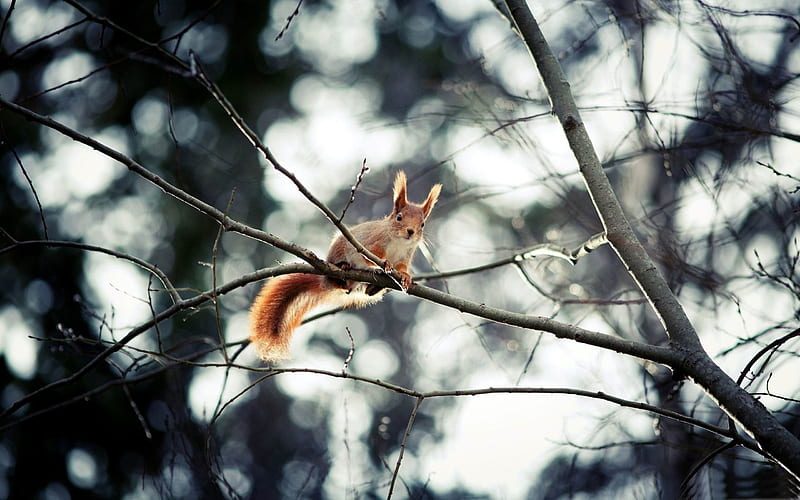 red squirrel in tree-wild animal, HD wallpaper