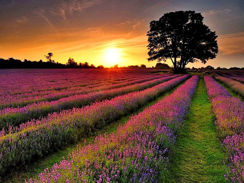 Lavender field at sunset, pretty, glow, orange, sun sunshine, sunny, lavender, bonito, nice, bright, flowers, rows, light, harmony, lovely, lonely, tree, rays, purple, summer, nature, meadow, field, HD wallpaper