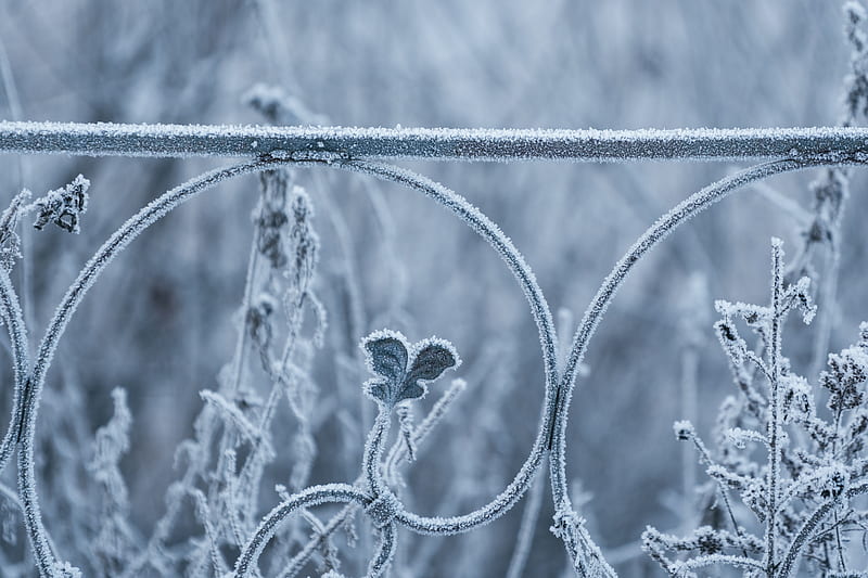 Frost on vegetation and railing, pretty, metal, graphy, vegetation, frost, cold, winter, HD wallpaper