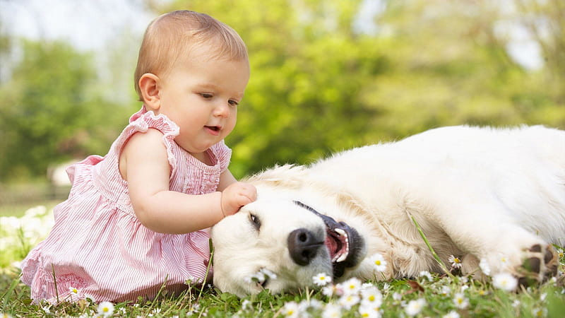 Cute Baby Girl Is Sitting On Meadowland Playing With Dog Wearing Pink Dress In Blur Green Background Cute, HD wallpaper