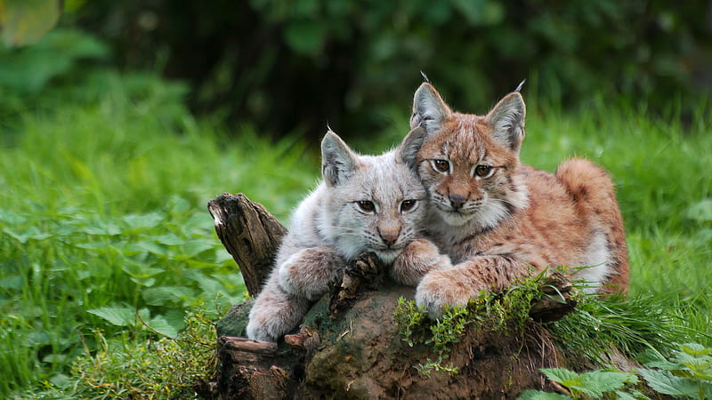 Cats, Lynx, Big Cat, Wildlife, predator (Animal), HD wallpaper