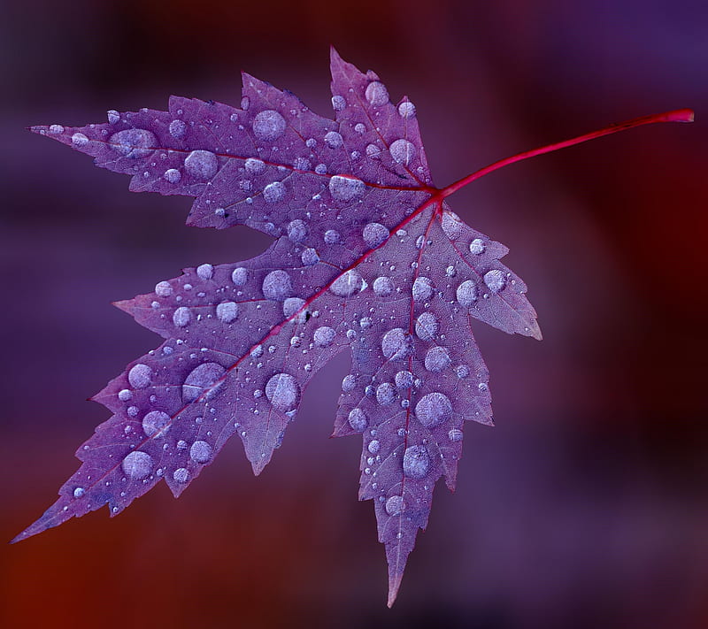 Abstract Maple, drop, droplet, leaf, leaves, plant, tree, water, HD wallpaper
