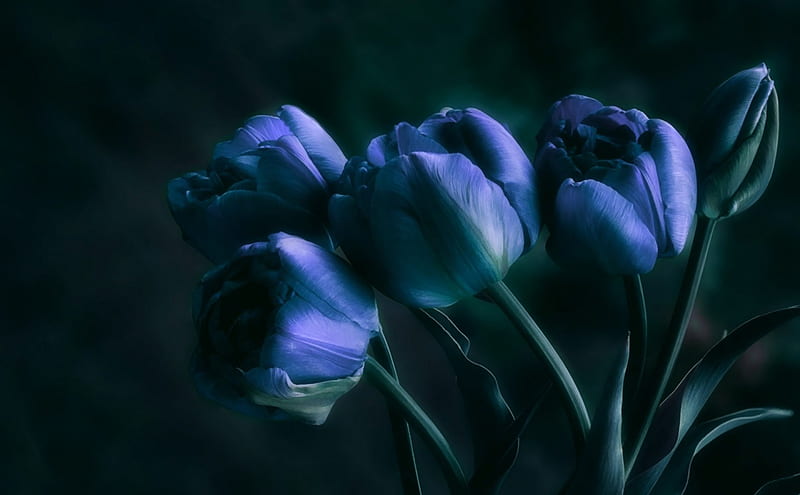 Sign of Springs, art, flowers, nature, tulips, HD wallpaper