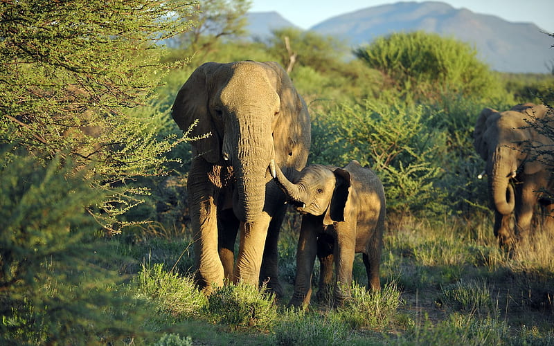 elephant family, elephant, elephants, african elephants, africa, HD wallpaper