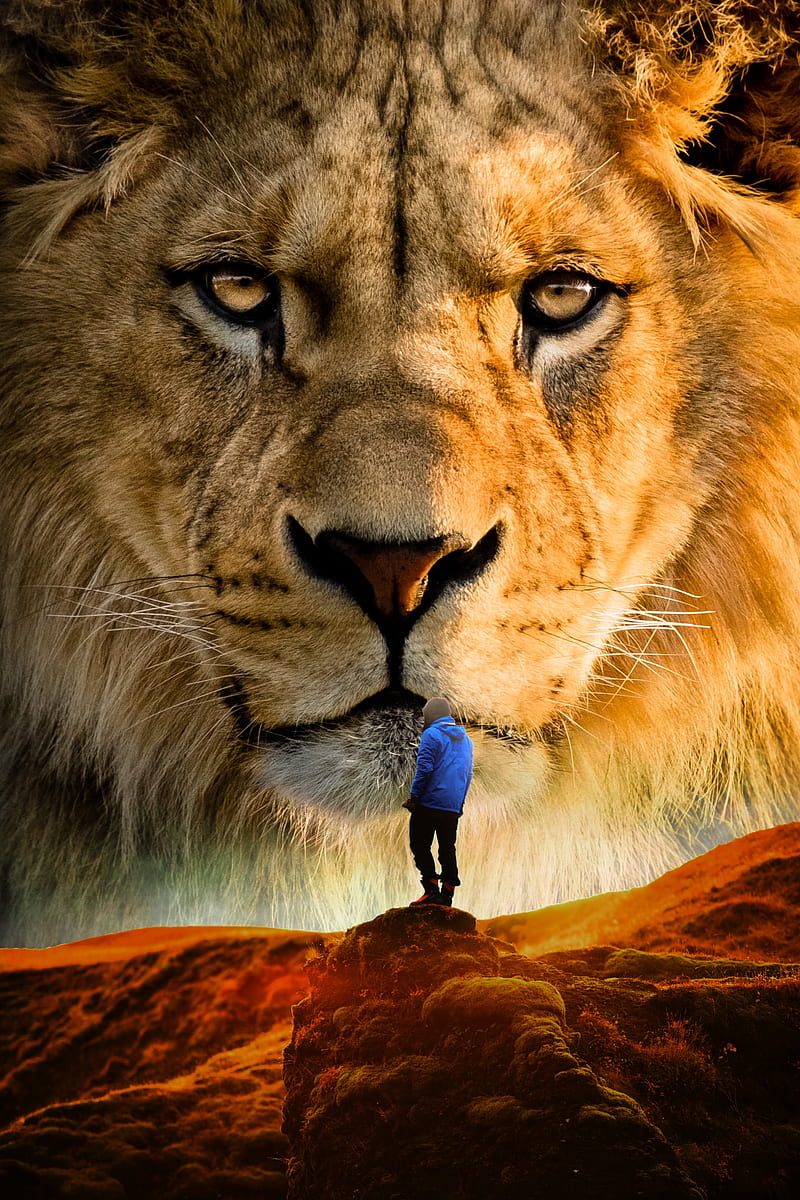 Lion - The king, Amazing, animal, cat, forest, giant, jungle, nature,  graphy, HD phone wallpaper | Peakpx