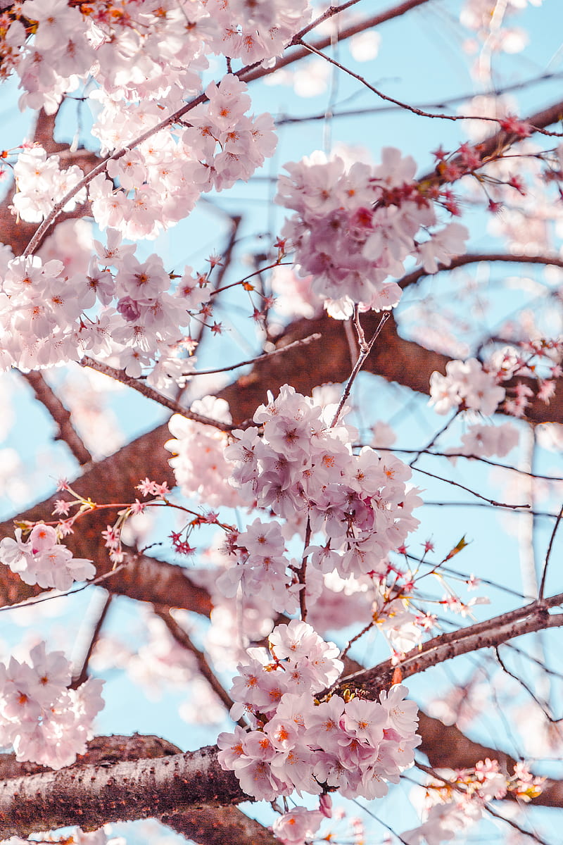 Selective Focus of Cherry Blossoms, HD phone wallpaper