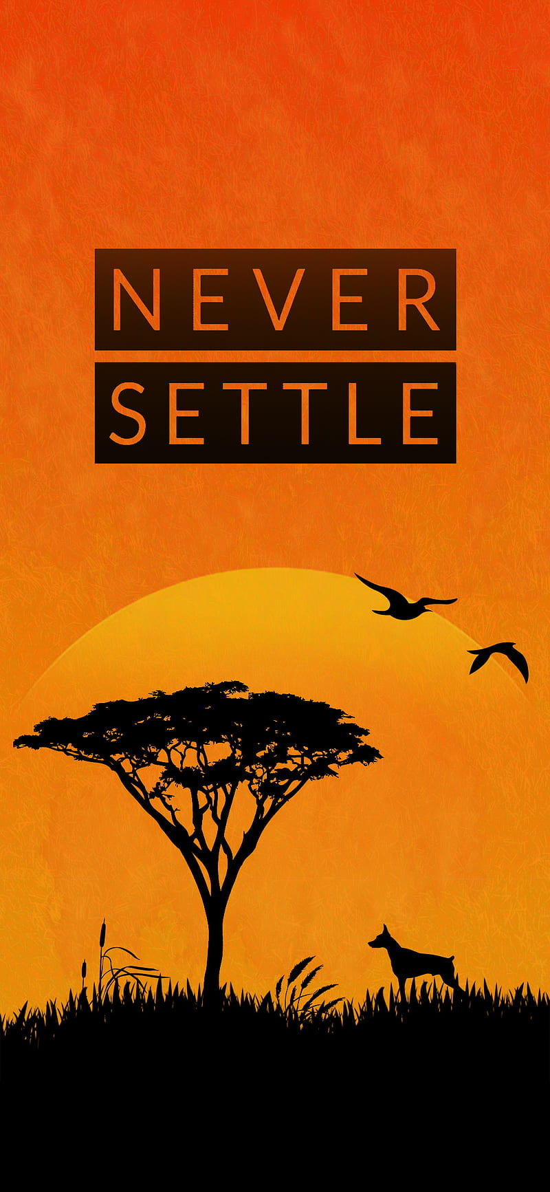 Sunset over a wild, android, , life, never settle, neversettle, new, one plus, oneplus, trending, HD phone wallpaper