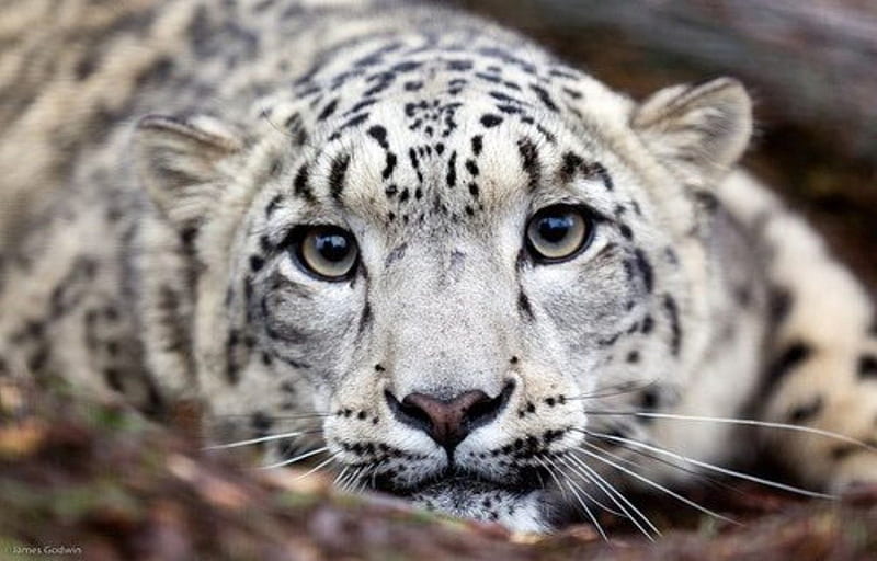 Hungry eyes, snow leopard, cute, wilderness, predators wild, wild cats,  wildlife, HD wallpaper | Peakpx