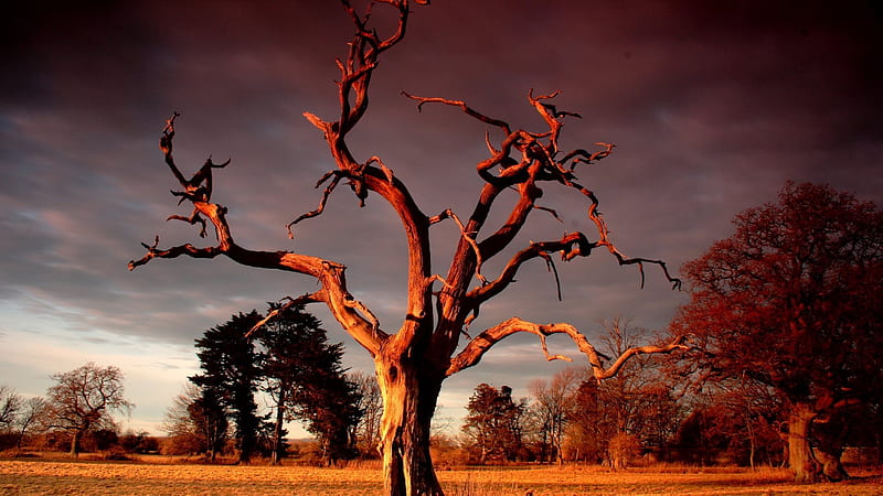 still standing, tree, graphy, nature, sunset, sky, scenery, cluds, HD wallpaper