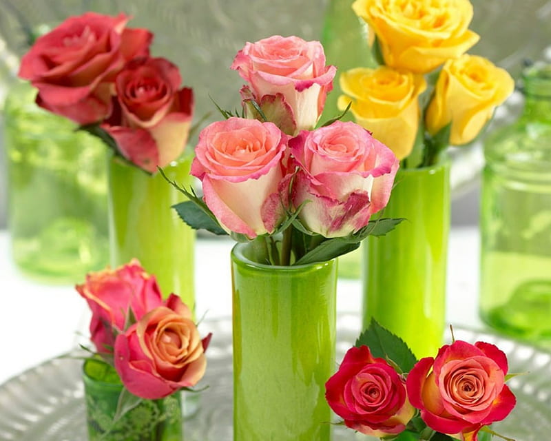 Hermosas rosas, flores, rosas, floración, frascos, Fondo de pantalla HD |  Peakpx