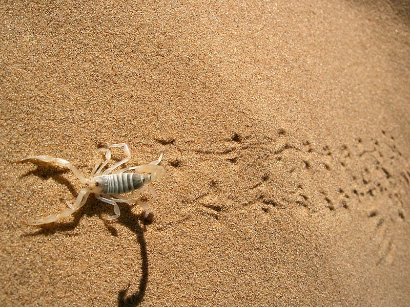Desert Scorpion, nature, desert, animals, scorpion, HD wallpaper