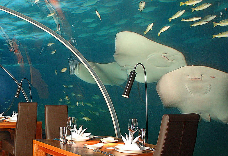 Underwater Dining Room at Conrad Rangali Maldives, resort, reef, dive, fish, snorkel, sea, atoll, beach, lagoon, marine, scuba, underwater, holiday, Maldives, ocean, coral, paradise, island, tropical, HD wallpaper