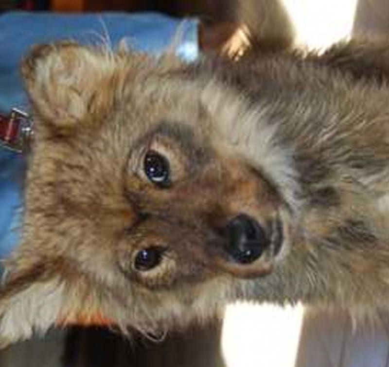 Coyote hybrid, canis latran canis lupus familiars, coyote dog hybrid, canidae, carnivora, HD wallpaper