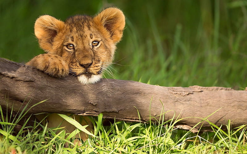 Little Lion, africa, animals, cute, lions, nice wild, HD wallpaper | Peakpx