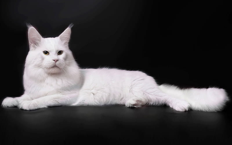 Turkish Angora, white fluffy cat pets, cats, breed of domestic cat, HD wallpaper