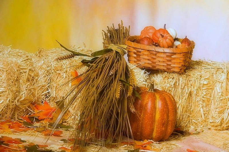✿⊱•╮Harvest of Fall╭•⊰✿, lovely still life, fall, autumn, harvest, halloween, colors, love four seasons, straw, foods, still life, leaves, graphy, pumpkins, HD wallpaper