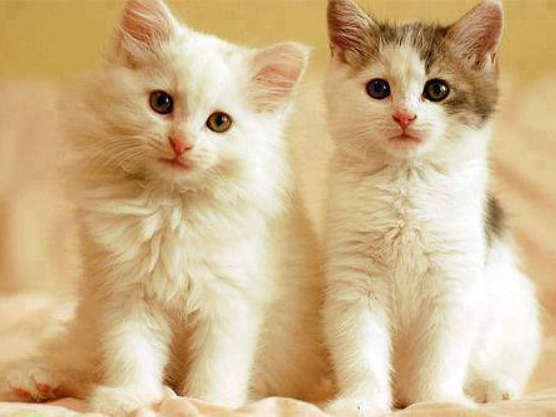 Cuties, cute, look, lovely, two, kittens, white, HD wallpaper | Peakpx