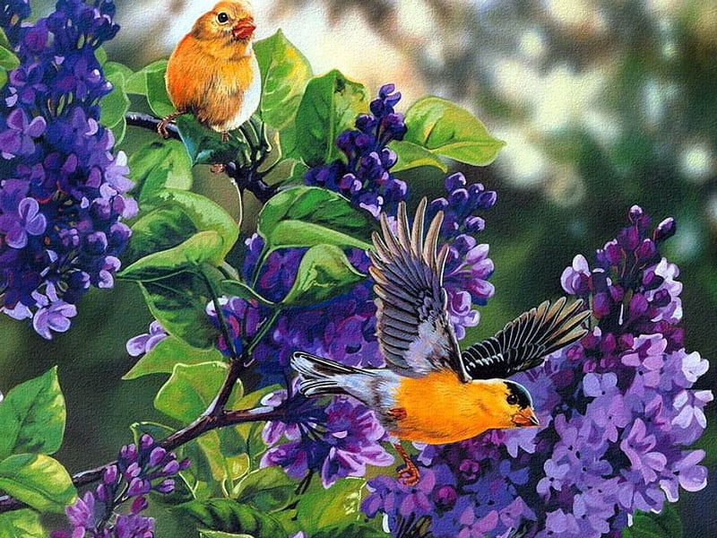Song Birds, painting, flowers, blossoms, spring, lilacs, artwork, HD wallpaper