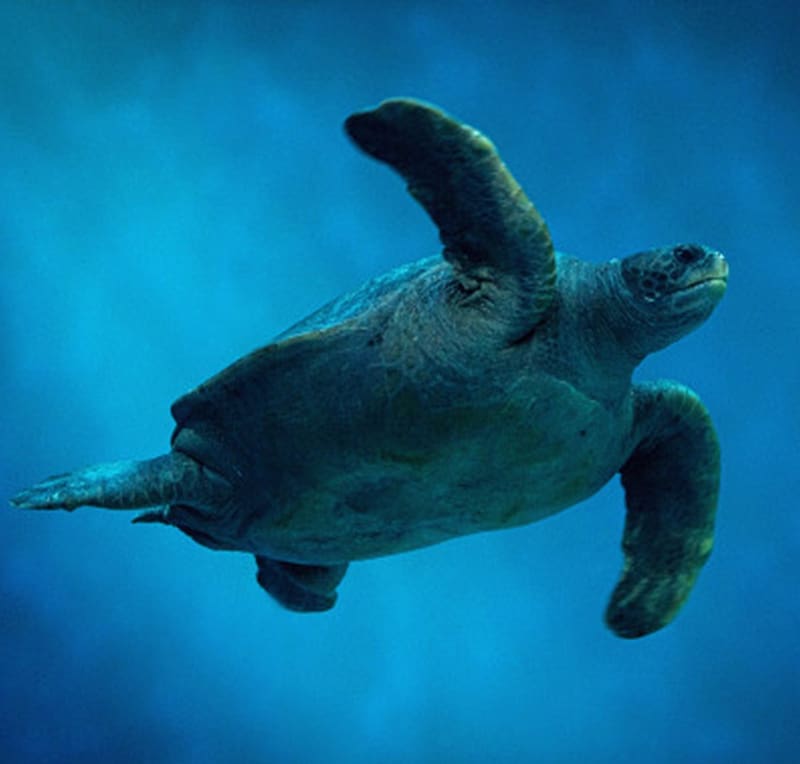Tortoise, Zoology, Marine animals, animals, herpetology, reptil, HD wallpaper