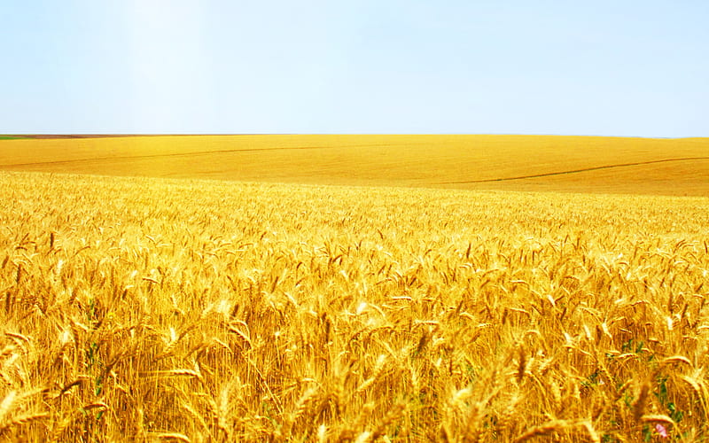 Wonderful grain field, wonderful, grain, wheat, magnificence, beauty, nature, field, HD wallpaper