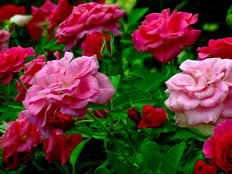 red roses, pink, red, perennial, flowers, garden, nature, roses, HD wallpaper