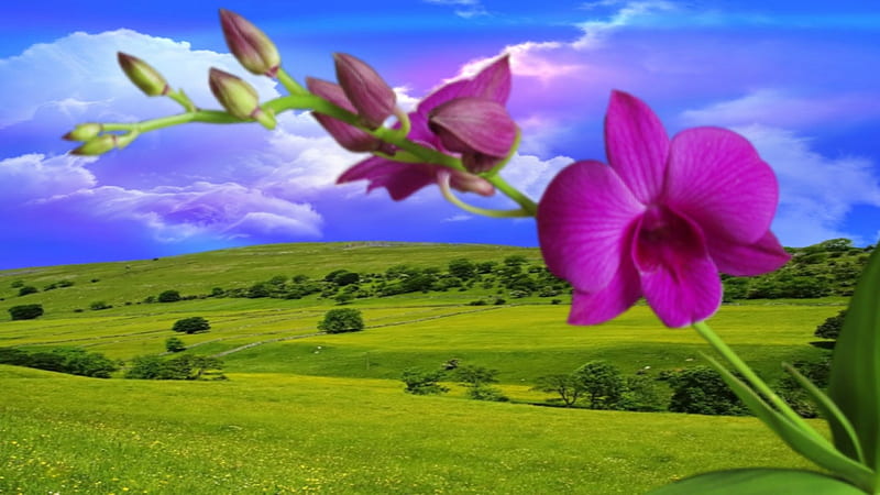 ~*~ Orchid ~*~, pretty, orchid, flower, , nature, bonito, landscape, HD wallpaper