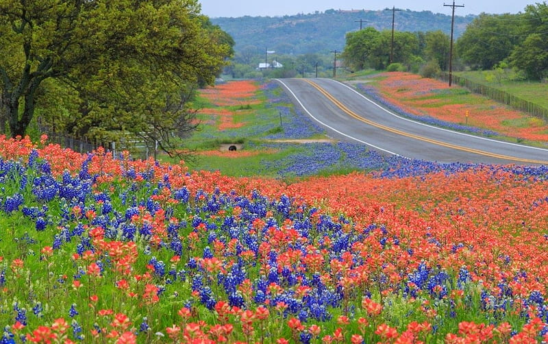 Texas Hill Country Wildflowers, Texas, Flowers, Wildflowers, Nature, HD wallpaper