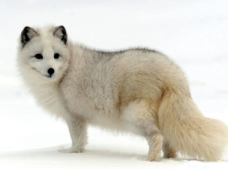 fox, white, wilds, snow, HD wallpaper