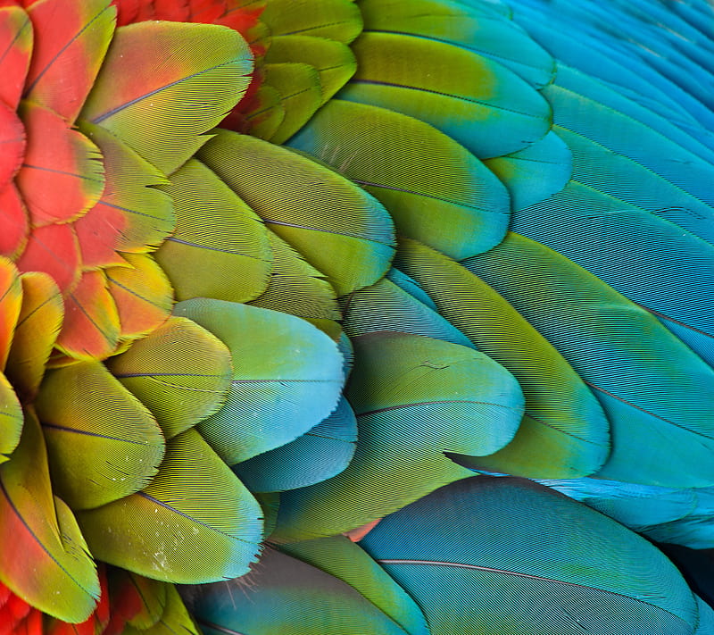 Feather, bird, color, parrot, HD wallpaper