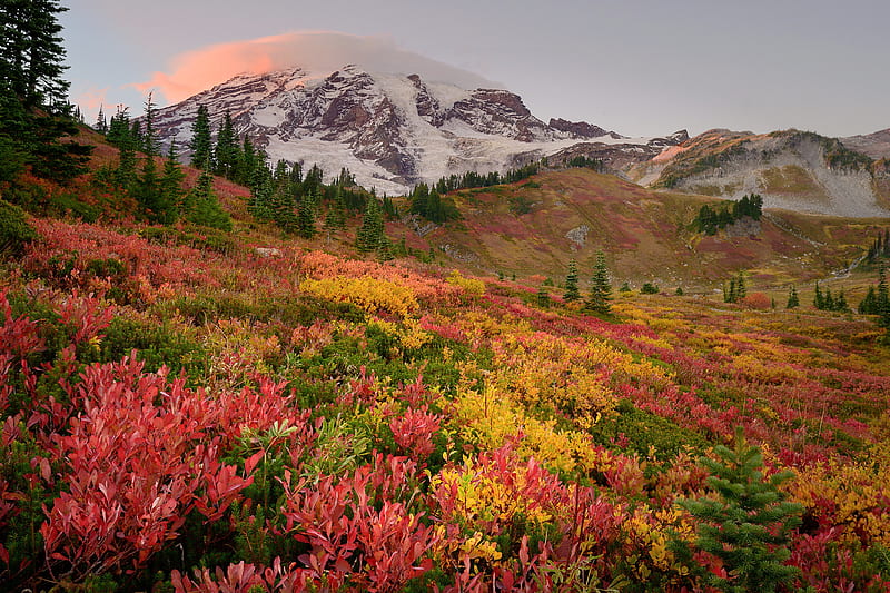 Autumn Colors at Mt. Rainer N.P., Washington, snow, field, mountain ...