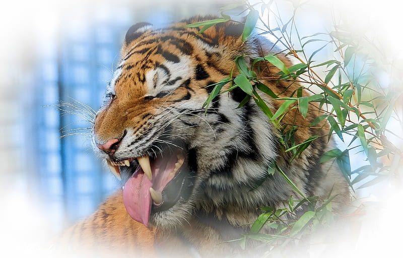 Tiger Profile, mouth, head, eyes, artwork, bamboo, teeth, HD wallpaper