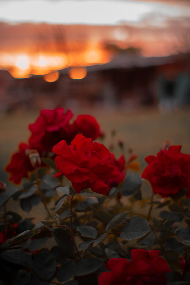 red flowers on brown soil during sunset, HD phone wallpaper