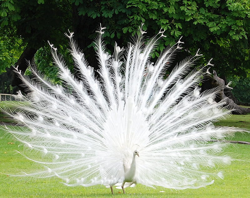 white peacock, male, pride, tail, feathers, HD wallpaper