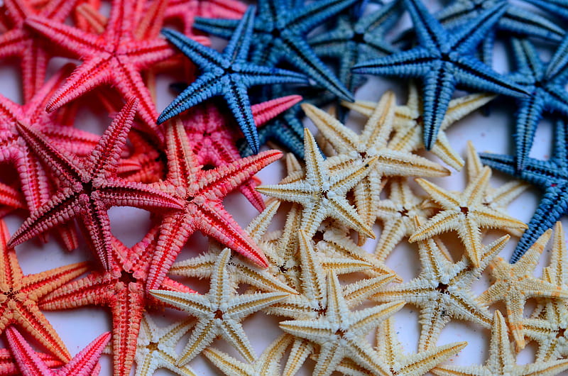 Starfish, texture, summer, white, pink, starfist, blue, HD wallpaper