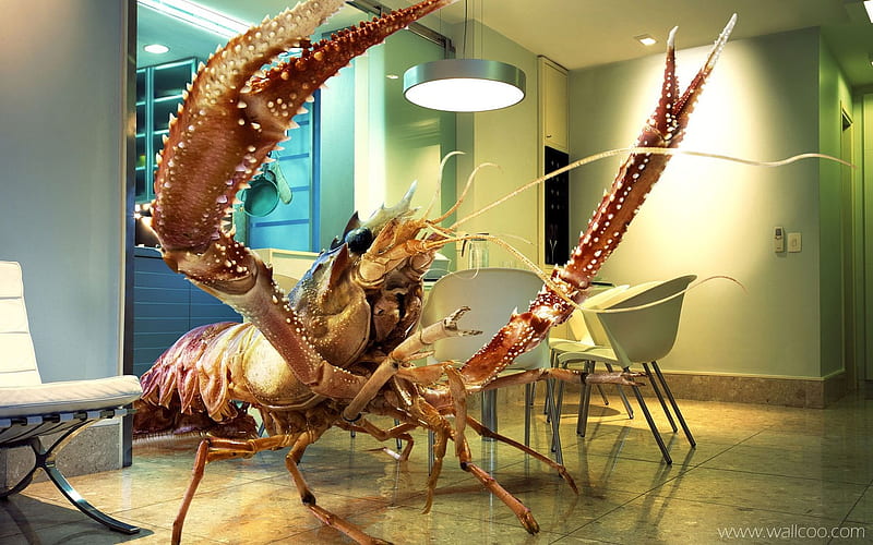 lobster-foreign creative design, HD wallpaper