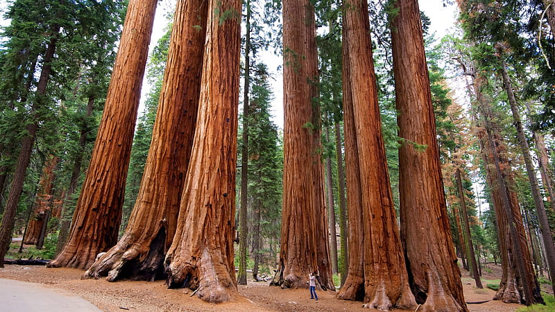 giant trees, sequoia national park, united states, forest, Nature, HD wallpaper